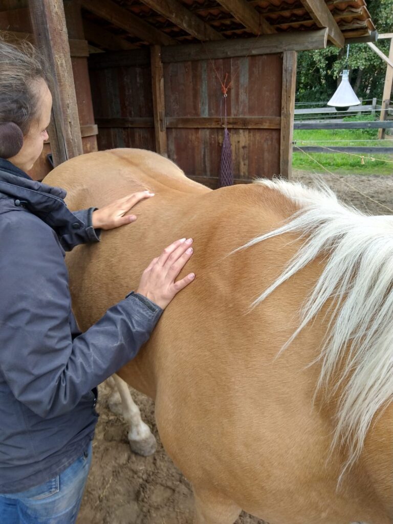 Chiropraktik Pferd