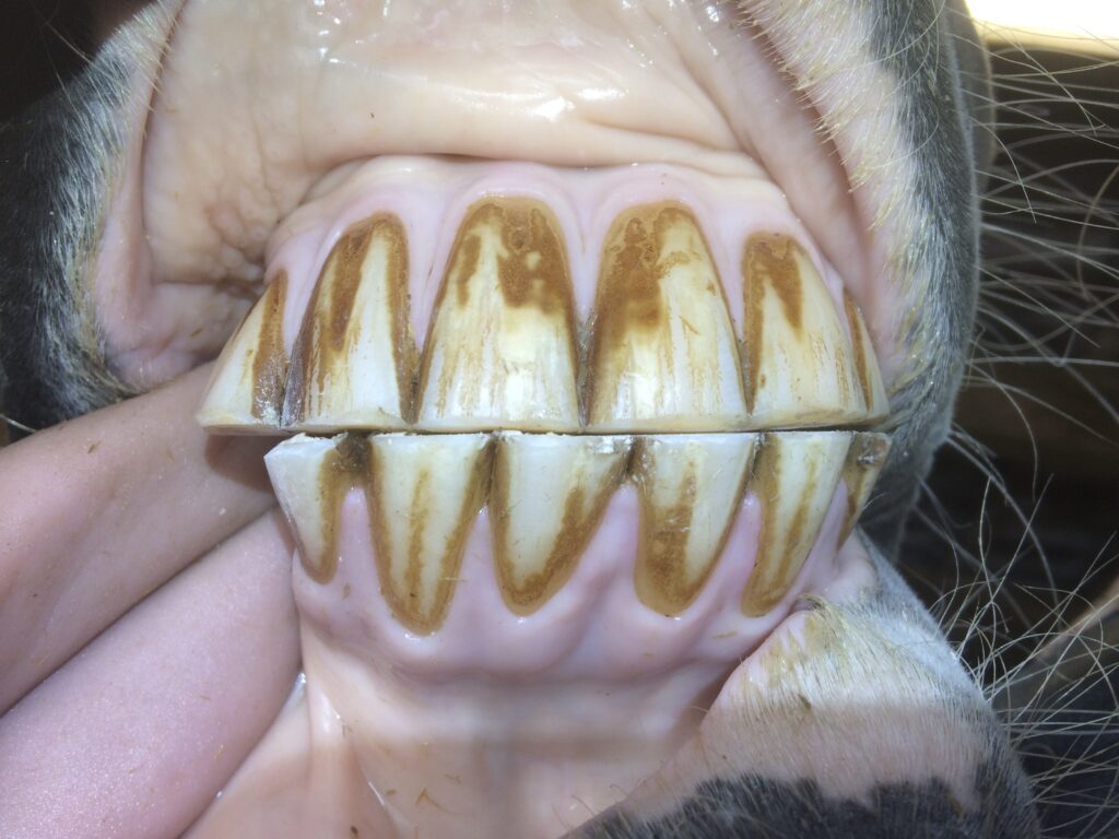 Schneidezähne Pferd nach der Zahnbehandlung