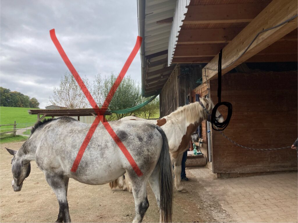 Pferdezahnarzt Winter